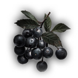 Wild Berries