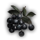 Wild Berries