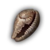 Seashell